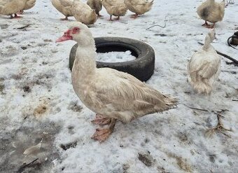 Čínská kachna pižmová