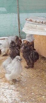 Hedvábnička velká vousatá