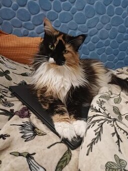 Hledáme mainskeho kocoura na krytí