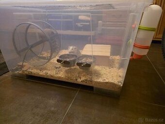 Prodám dva dumbo potkánky i s ubikací.