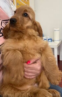 Anglicky kokršpaněl