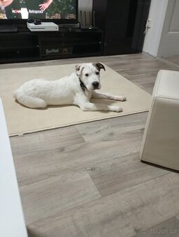 Prodám stěně 7 měsíční Staford