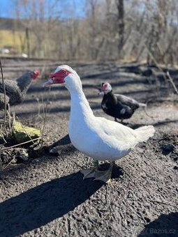 Kačer pižmový loňský