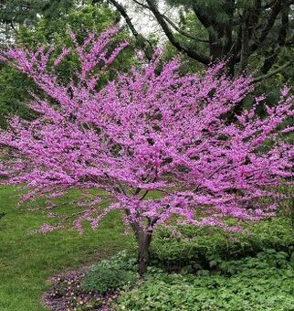Okrasné dřeviny - vzrostlé stromy i keře