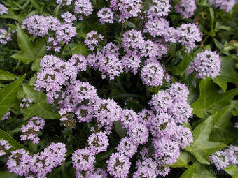 léčivé skalničky (oregáno, tymián, meduňka)