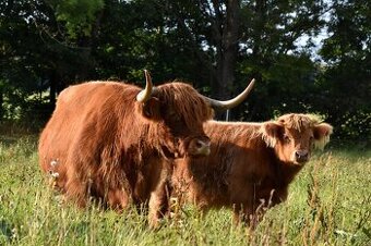 Jalovice highland