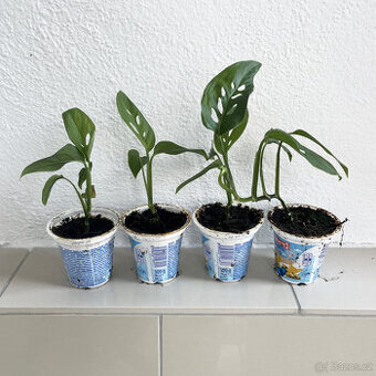 Monstera adansonii