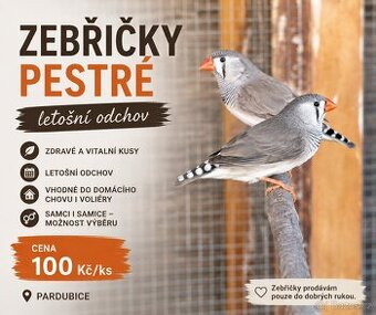 Zebřička pestrá