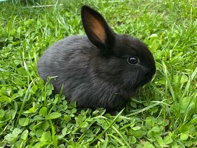 Zakrslý králík černý