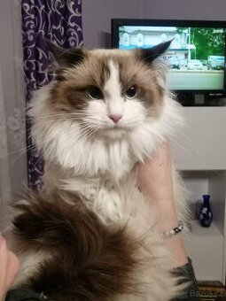 ragdoll,britská,kočky