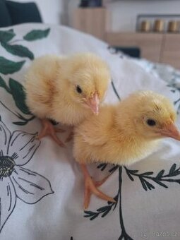 KUŘÁTKA - LEGHORN AMERICKY čistokrevna
