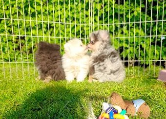 Pomeranian pomerian blu Merle