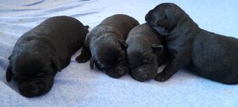 Labradorský retriever s PP černá