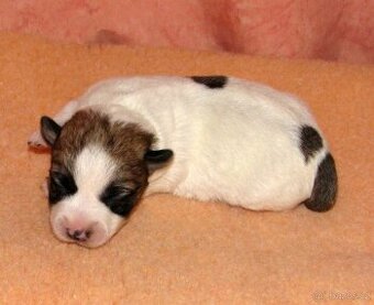Jack Russell teriér – 4 fenky + 2 pejsci s PP k rezervaci