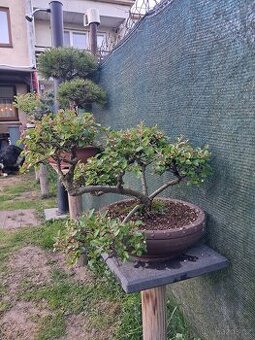 Bonsai Skalník - 1
