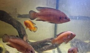 Hemichromis exsul - 1