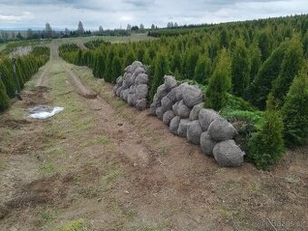 Tuja Smaragd, vavrínovec, červienka - Hodonin