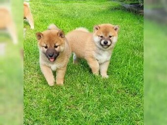 Shiba Inu s PP - Štěně