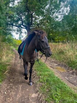 Pony