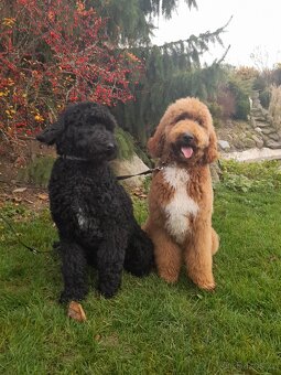 Pudl velký ( královský) štěňata bez pp