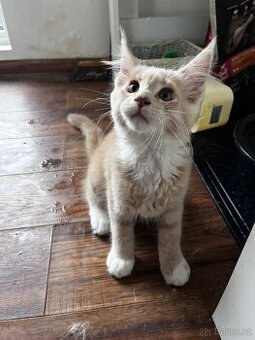 kotatko maine coon sPP-EMINEM