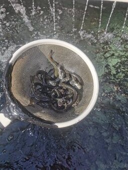 Pstruh duhový nasada