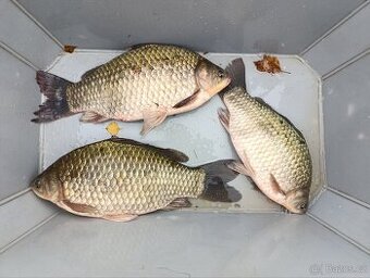 Karas stříbřitý 35 cm + ( 3ks)