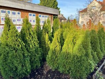 Thuja ocidentalis ‘smaragd’