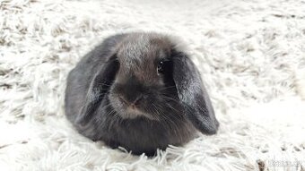 Zakrslý beránek, králíček, králík - BIBI