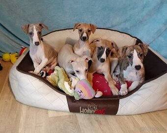 Vipet/Whippet/ - štěňátka s PP