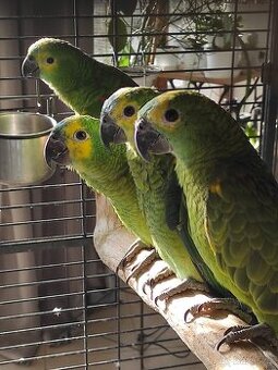 Amazoňan modročelý