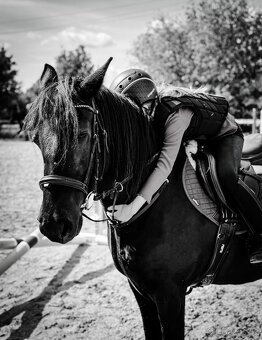 Prodáme kobylku Fell Pony kategorie B