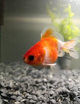 Zadarmo - závojnatka