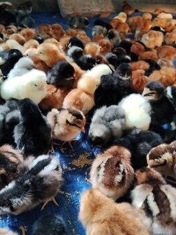 Nosnice 12 týdnů -objednávky