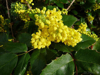 keř MAHÓNIE,   Jiřiny  - - - viz text a a fota