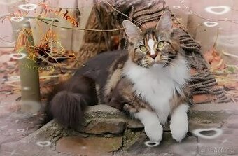 Yvonka - Mainská mývalí kočka s PP