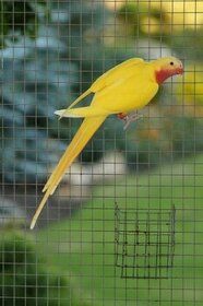 Koupím papoušek alexandřich samice 0.1 - 1