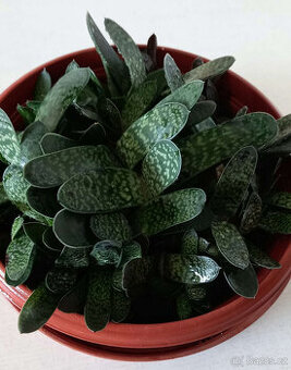 Gasteria - miska