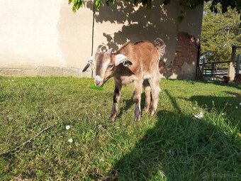 Anglonubijská kozička a kozlík
