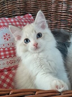Kočičky  ragdoll s PP