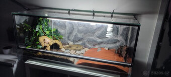 Terarium