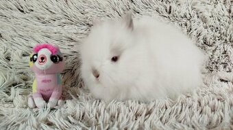 Zakrslý králíček, králík -(TEDDY)-HEIDY