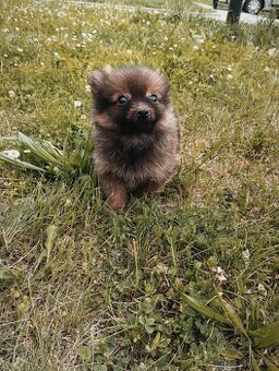 Pomeranian bez pp