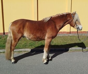 Velmi charakterní valach