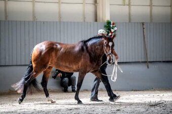 Lusitano kobyla