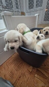 Štěňata Labradorskeho Retrievera s PP