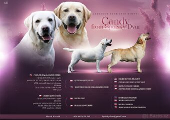 Štěňata Labradora s PP na prodej