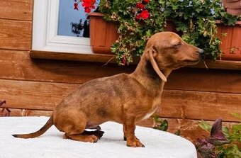 Jezevčík hladkosrstí trpasličí- králičí s pp