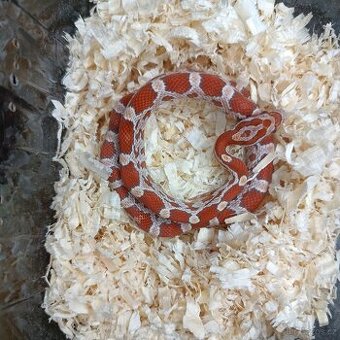 Užovka červená - Aquatera Olomouc 23.11.