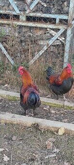 Maranska Měděnokrká